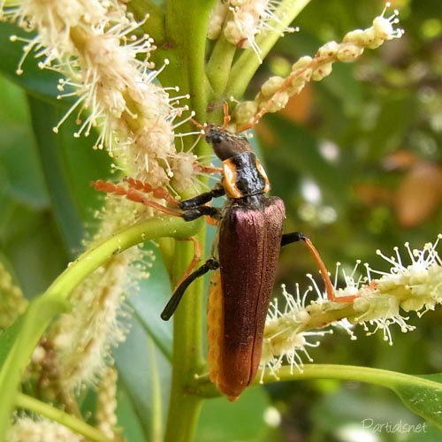 キンイロジョウカイ