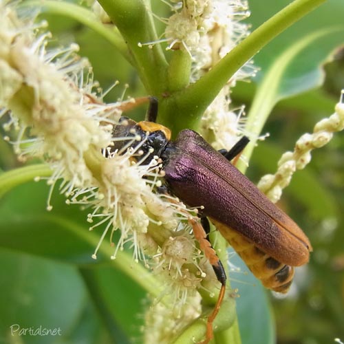 キンイロジョウカイ