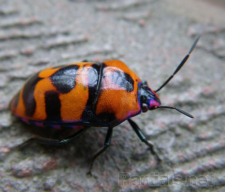 オオキンカメムシ