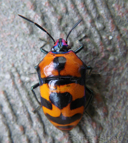 オオキンカメムシ