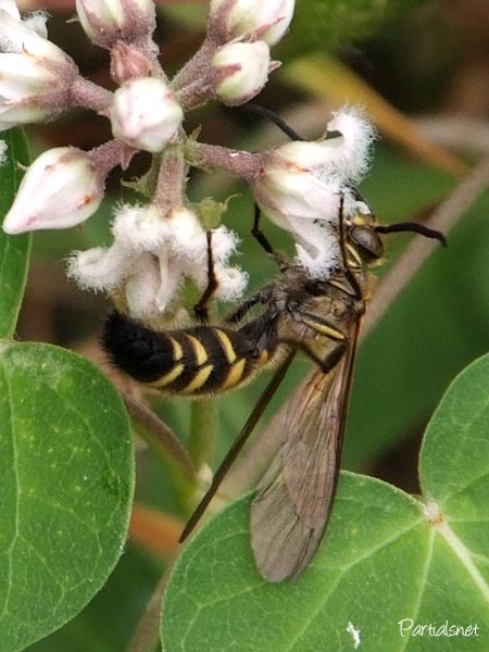 キンケハラナガツチバチ？