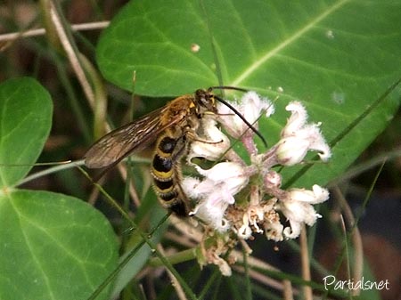 キンケハラナガツチバチ？