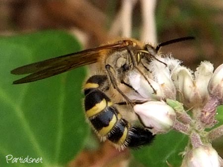 キンケハラナガツチバチ？