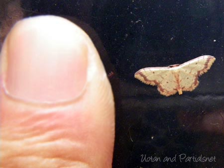 キオビベニヒメシャク