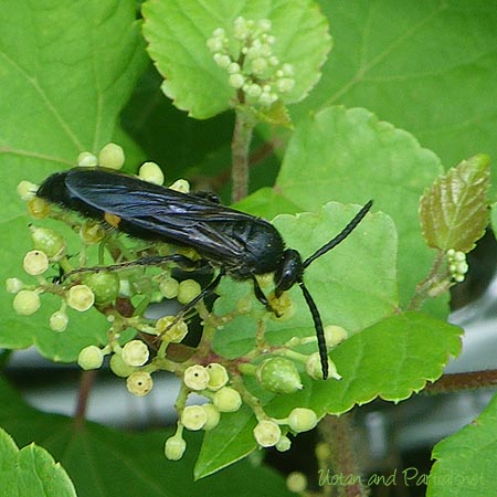 キオビツチバチ♂