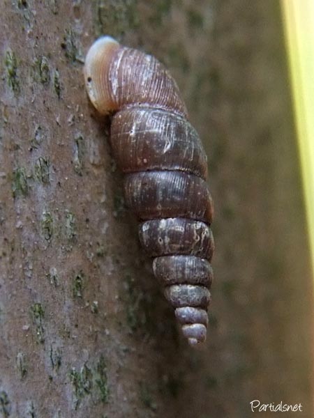 キセルガイの一種