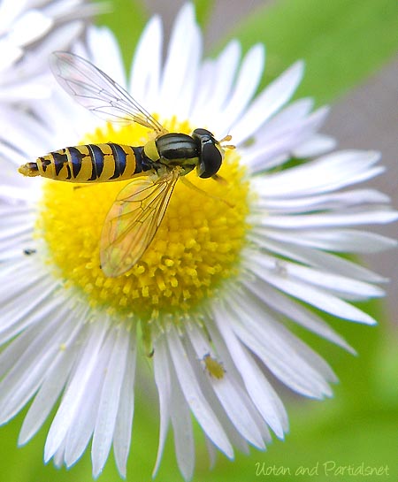 ミナミヒメヒラタアブ