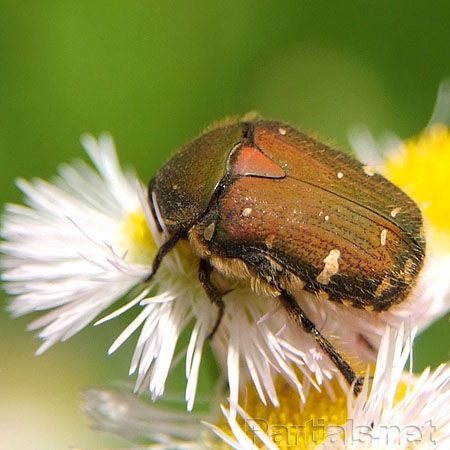 コアオハナムグリ