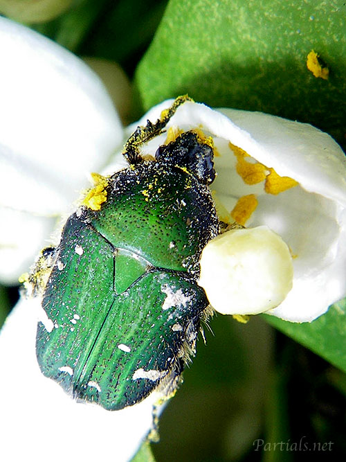 コアオハナムグリ