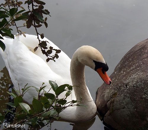 コブハクチョウ