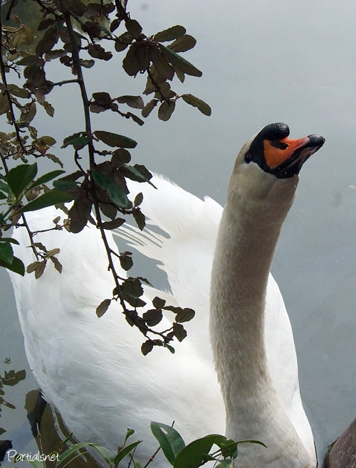 コブハクチョウ