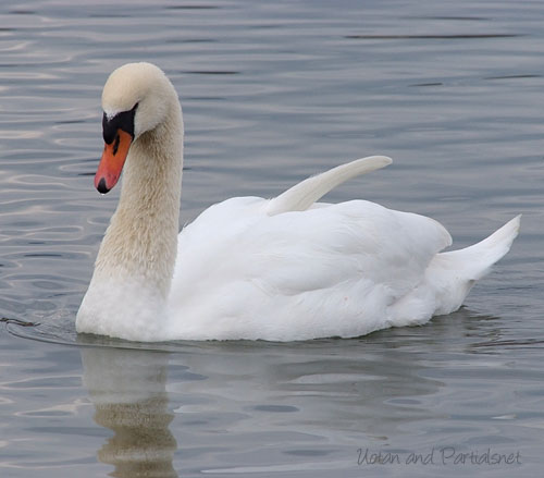 コブハクチョウ