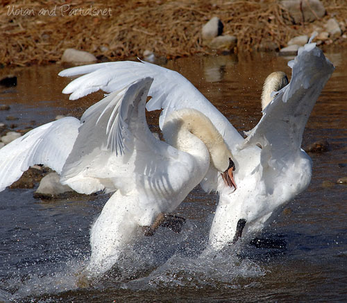 コブハクチョウ