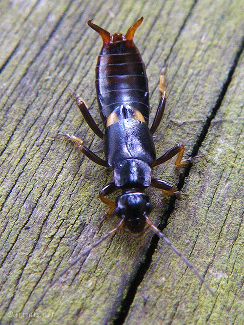 コブハサミムシのメス