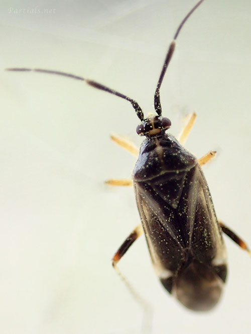 コブヒゲカスミカメ