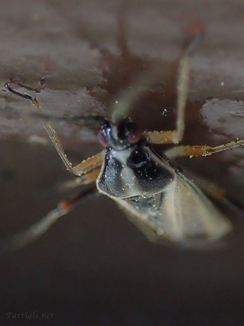 コブヒゲカスミカメ