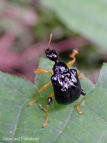 コブオトシブミ