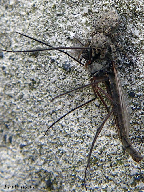 ヒトリコゲチャハエトリ