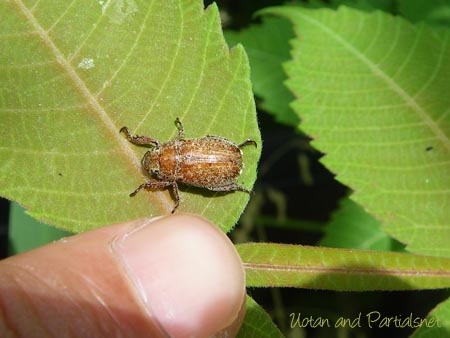 コイチャコガネ