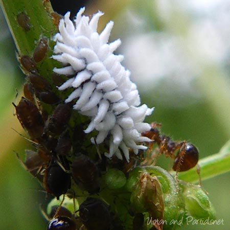 コクロヒメテントウの幼虫