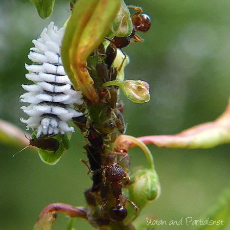 コクロヒメテントウの幼虫