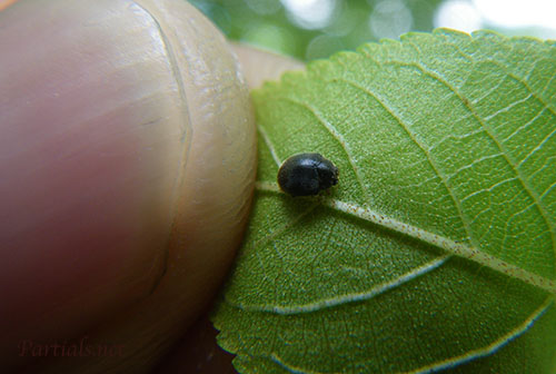 コクロヒメテントウ