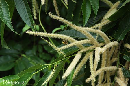 コマルハナバチ♂