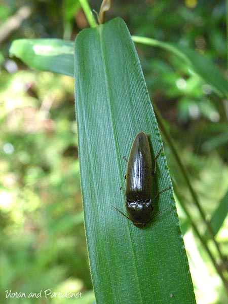 アカアシオオクシコメツキ