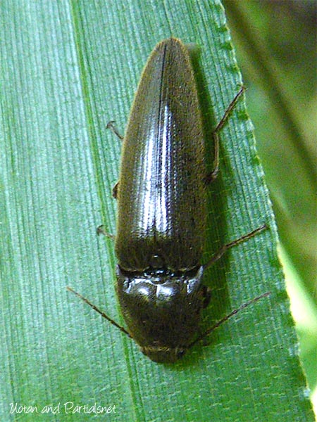 アカアシオオクシコメツキ