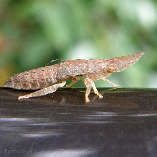 コミミズク幼虫