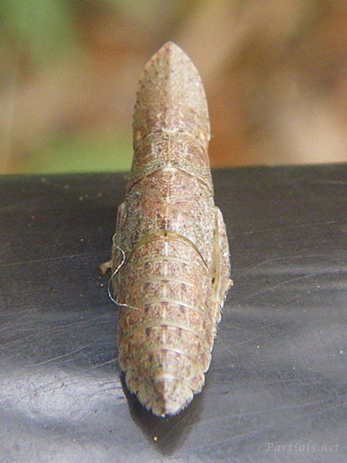 コミミズク幼虫