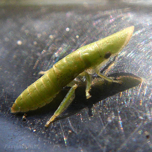 コミミズク幼虫