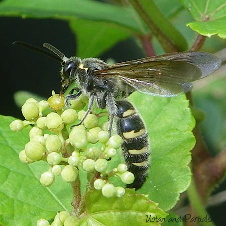コモンツチバチ♂