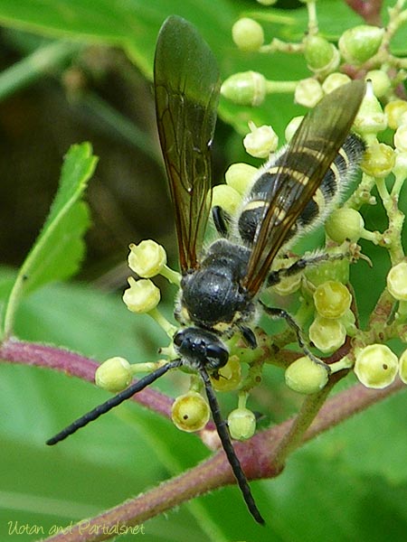 コモンツチバチ雄