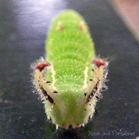 コムラサキ幼虫