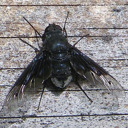 コウヤツリアブ