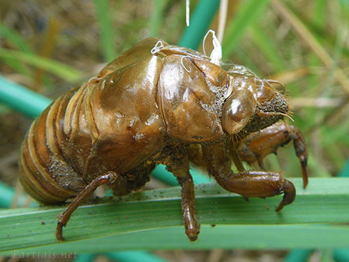クマゼミの抜け殻
