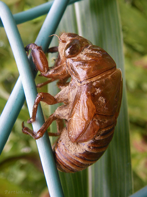 クマゼミの抜け殻