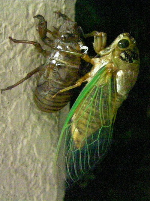 クマゼミの羽化