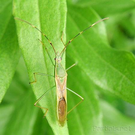 ホソヘリカメムシ