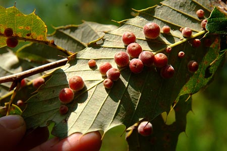 クヌギハケタマフシ