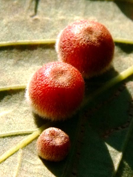 クヌギハケタマフシ