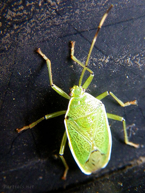 クヌギカメムシ