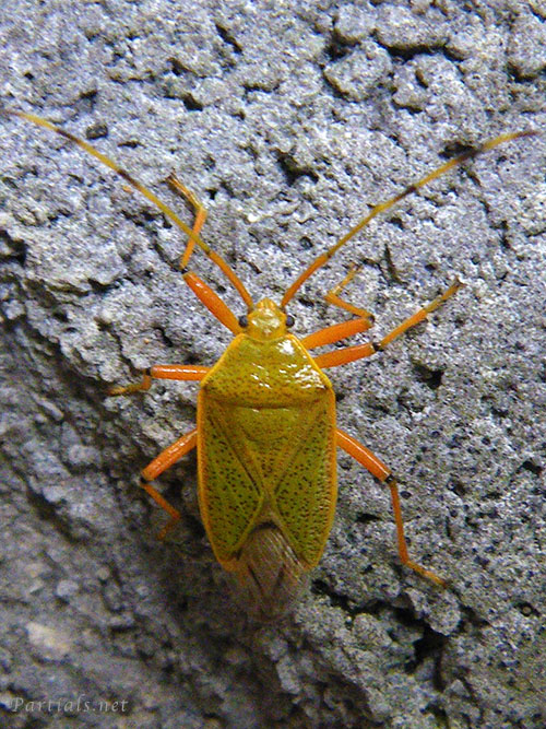 クヌギカメムシ