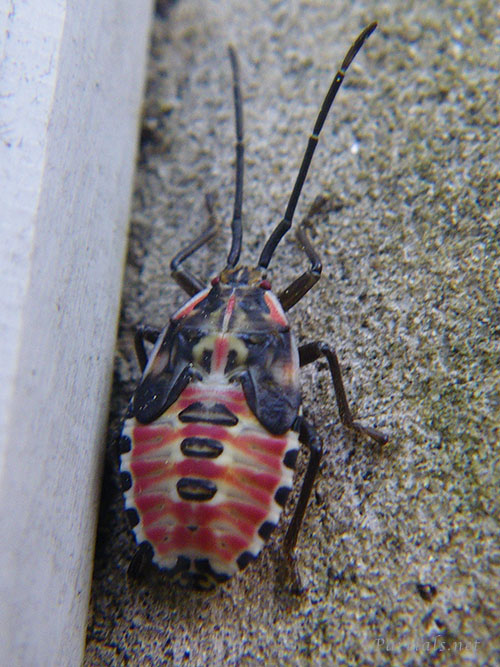 クヌギカメムシ幼虫