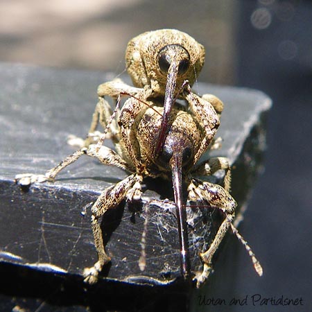 クヌギシギゾウムシ