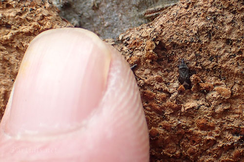 クロハナカメムシ