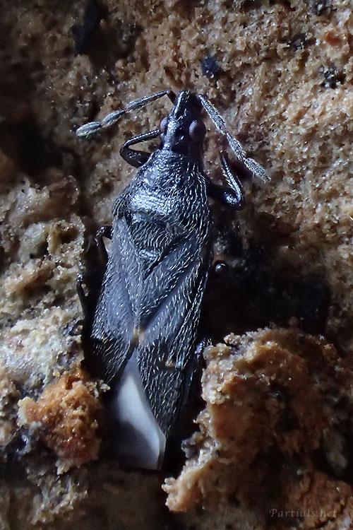 クロハナカメムシ