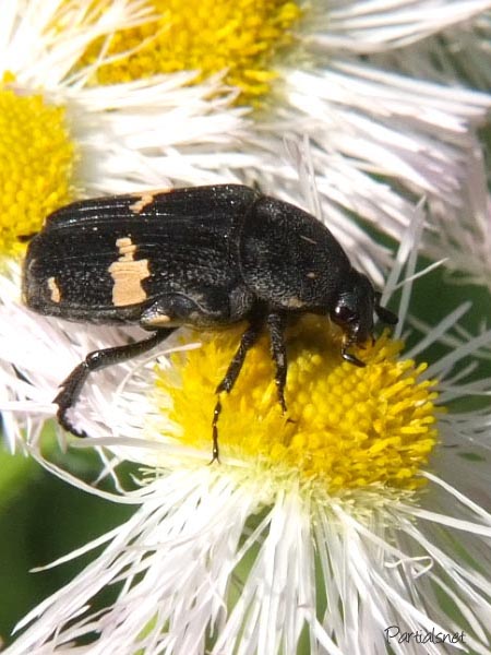 クロハナムグリ