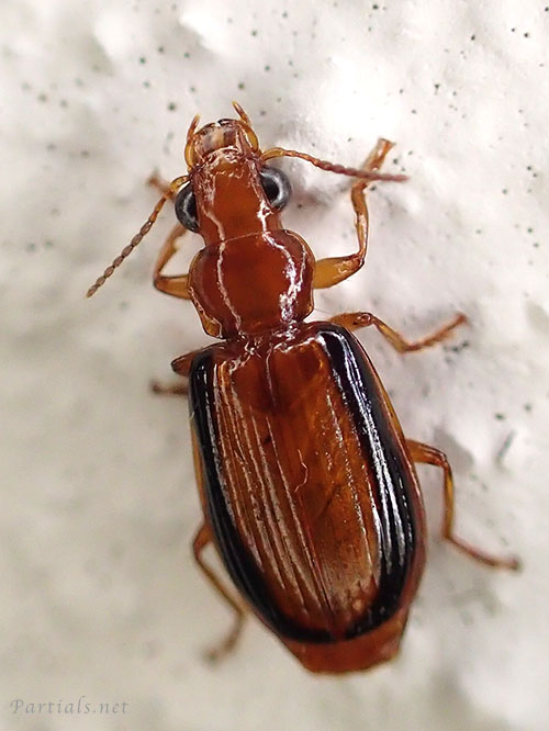 クロヘリアトキリゴミムシ